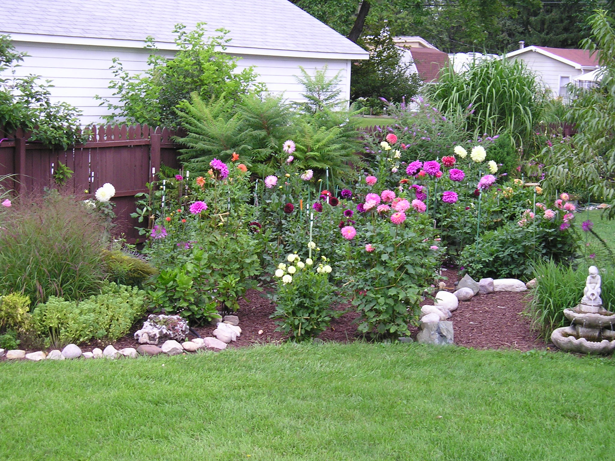 dahlia garden