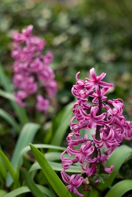 Purple hyacinth