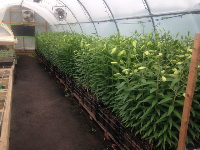 Lilies in hoop house (640x480)