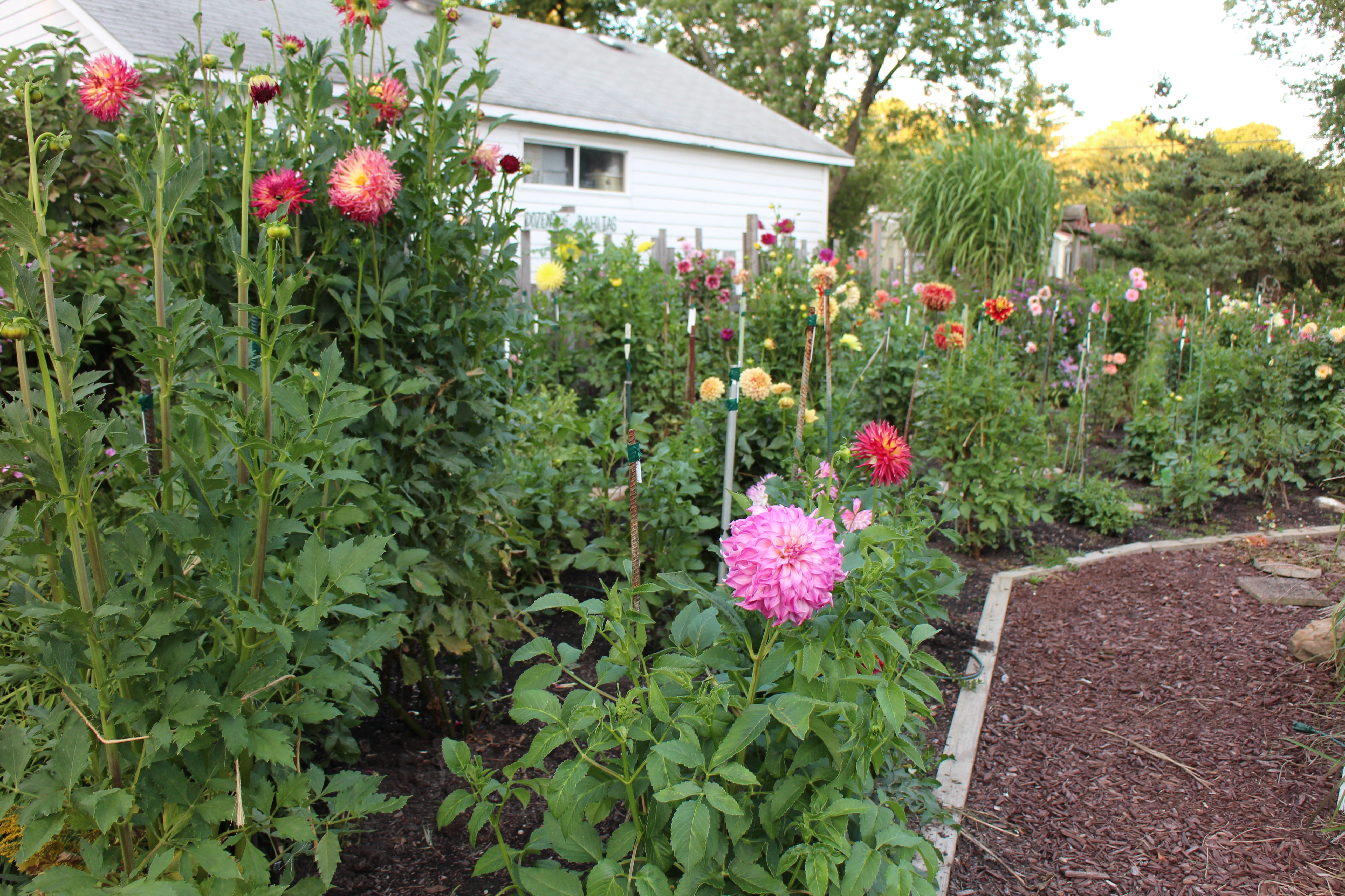 Dahlia Garden in early Sept