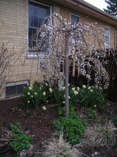 snow fountain weeping cherry trees