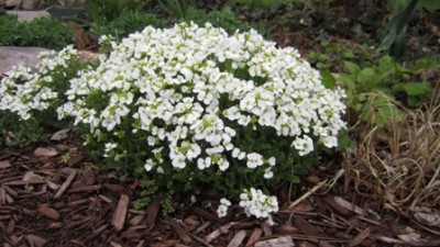 candytuft chicagoland envy groundcover