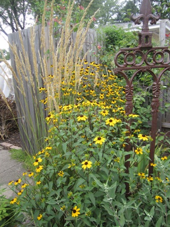 Sneezeweed and Karl Foerster grass