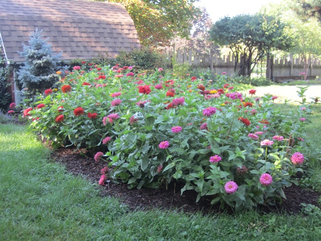 Zinnias August 14