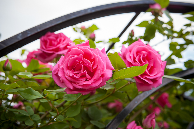 Zephirine Drouhin rose at top of garden gate