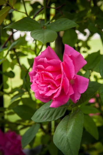 Zephirine-Drouhin-rose closeup 350 IMG_7363
