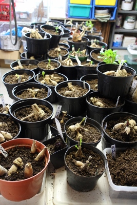 Table full of pots