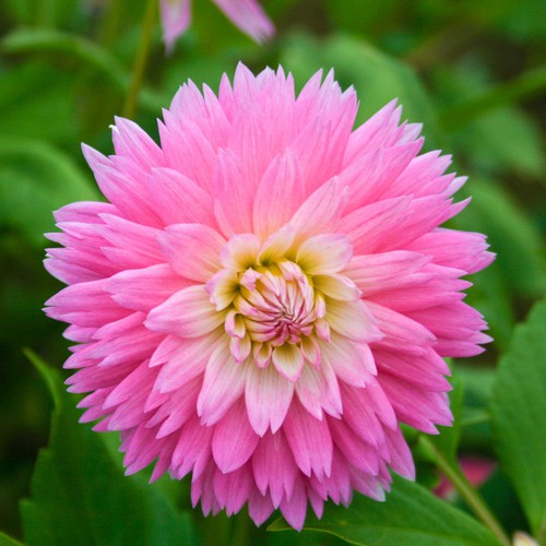 53 Pots of Dahlias and Counting « Oh What A Beautiful Garden - Chicagoland