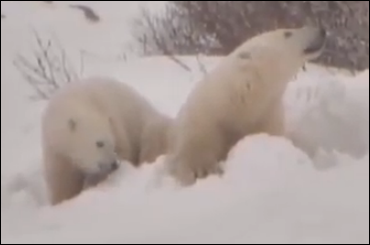 Polar bears