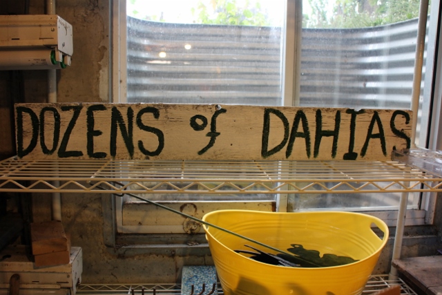 Dozens of Dahlias 