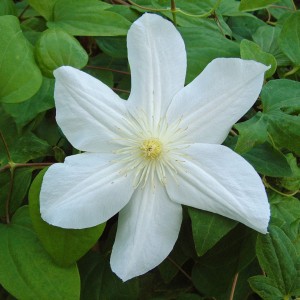 Marie Boisselot clematis